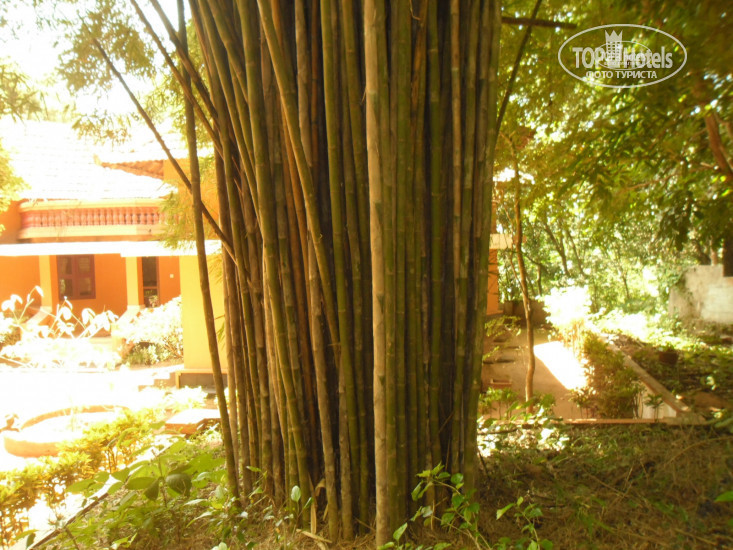 New photos from tourists Rajah Healthy Acres