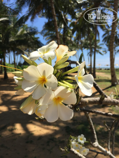 New photos from tourists Taprobana