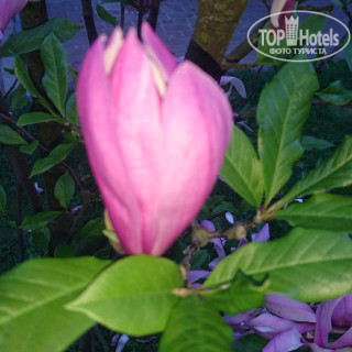 Photos Серебряные Аисты