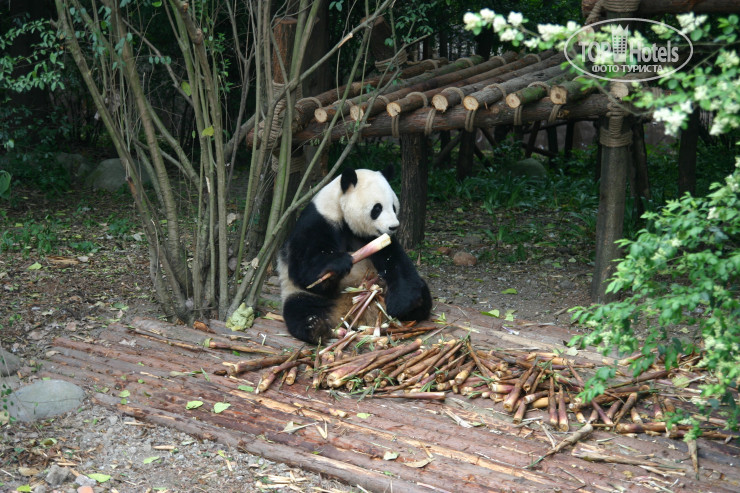 New photos from tourists Lazybones Hostel Chengdu (Backpackers) 2*