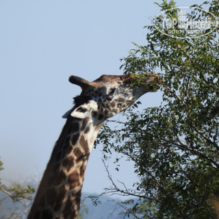 Photos Ngare Sero Mountain Lodge