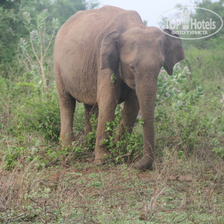Фото White Villa Beach Resort