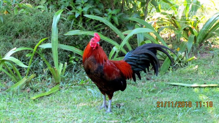 New photos from tourists Koh Kood Neverland Beach Resort 2*