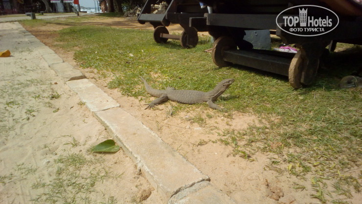 New photos from tourists Villa Coast Hikkaduwa