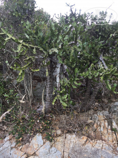 New photos from tourists Island Inn