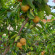 Photos I Tre Leoni B&B