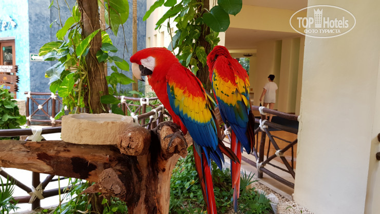New photos from tourists Royal Level at Occidental at Xcaret Destination