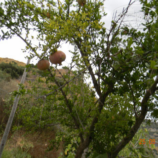 Фото Casa Antonio