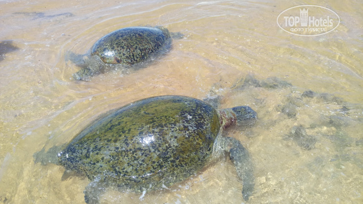 Photos Hikka Ocean Resort