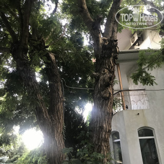 Фото Наутилус