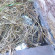 Photos Garik House (Гарик Хаус)