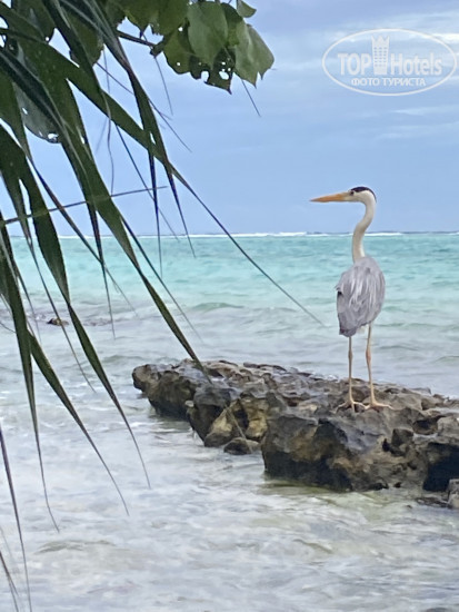 New photos from tourists Ari heaven Thoddoo Maldives 4*