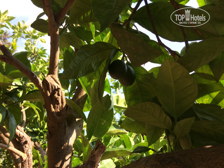 New photos from tourists Atlantica Stavrolia Gardens 3*