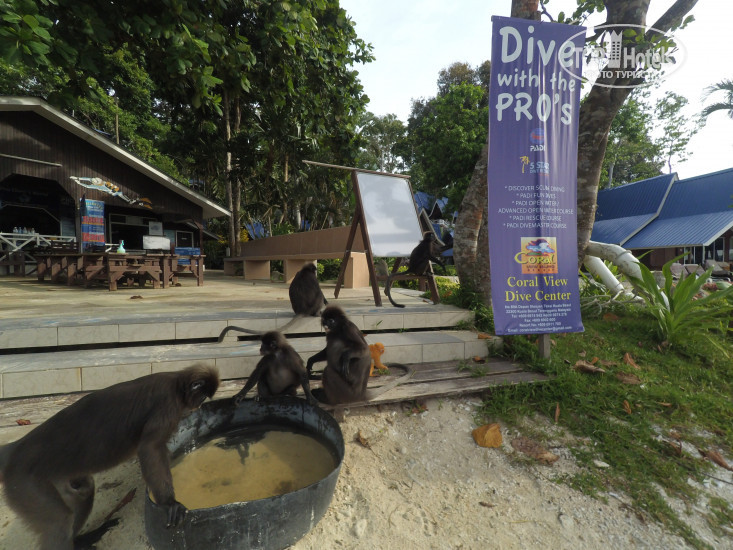 New photos from tourists Coral View Island Resort 2*