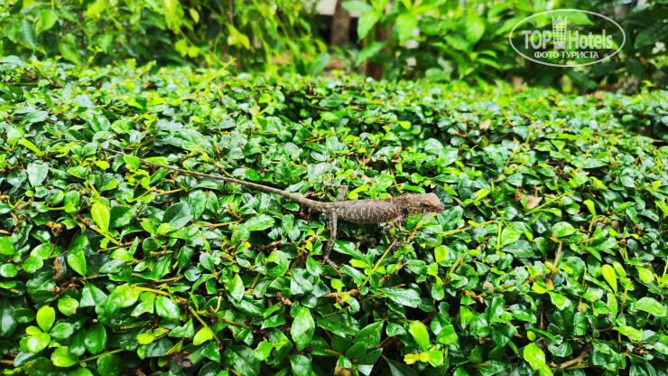 New photos from tourists Samed Tubtim Resort 2*