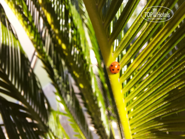 New photos from tourists Shanti Palace ApartHotel 4*