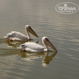 Photos Lake Naivasha Simba Lodge
