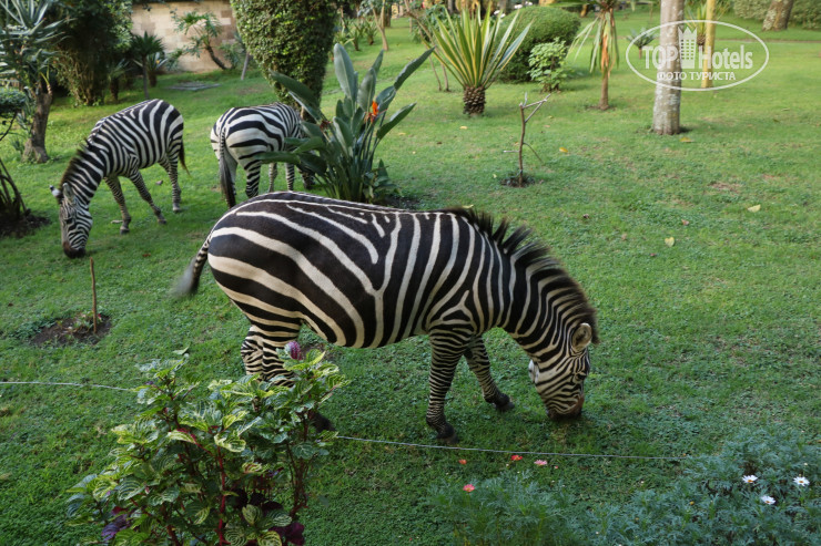New photos from tourists Lake Naivasha Simba Lodge