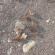 Photos Олимпия гостевой дом