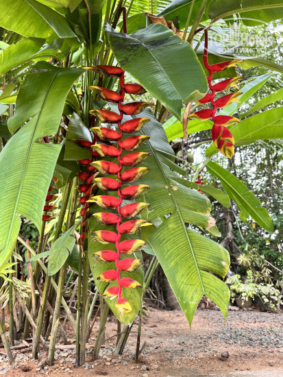 New photos from tourists Lagoon Bentota 2*