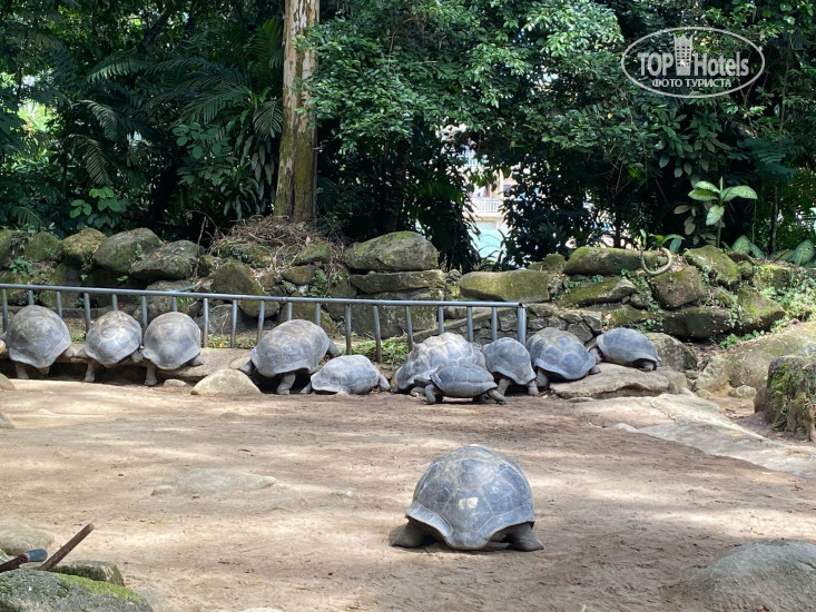 New photos from tourists The Salty Palms