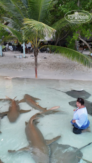 New photos from tourists Ecoboo Maldives 4*