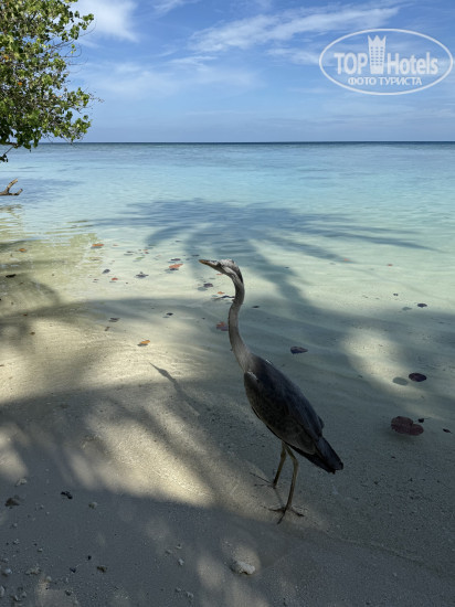 New photos from tourists Ecoboo Maldives 4*