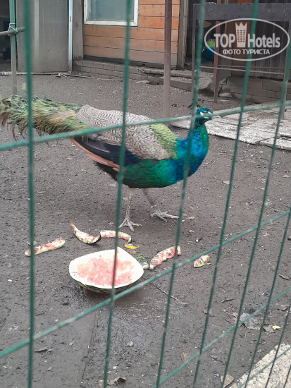 New photos from tourists Sheremet Hotel 