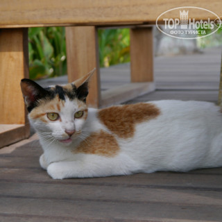 Photos The Chandi Boutique Resort